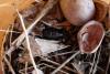 Ochropleura leucogaster